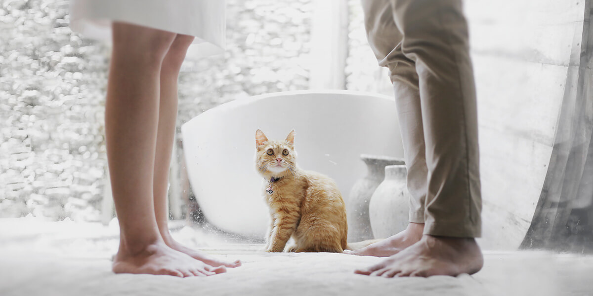 Custody & Divorce